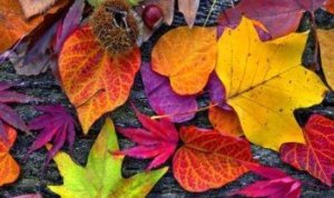 őszi-levelek-gesztenye-198107-353x210